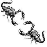 Two Scorpions Kissing